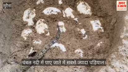 Chambal has the highest number of gharials in the world; 70 young gharial cubs hatch from eggs.