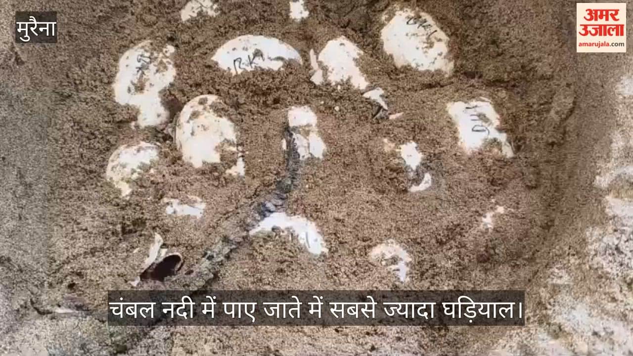 Chambal has the highest number of gharials in the world; 70 young gharial cubs hatch from eggs.