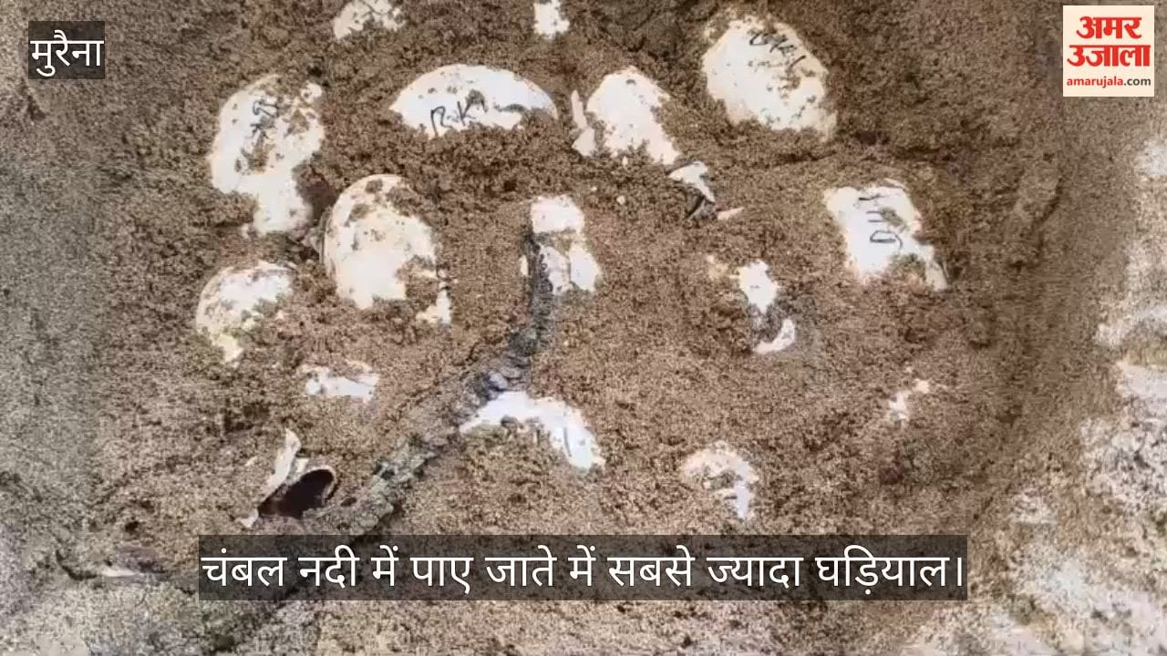 Chambal has the highest number of gharials in the world; 70 young gharial cubs hatch from eggs.