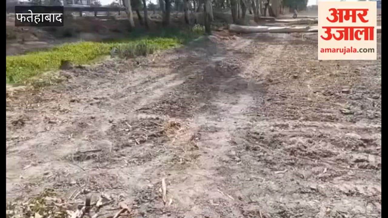 9 Trees Felled in Broad Daylight on Maniana Road in Tohana