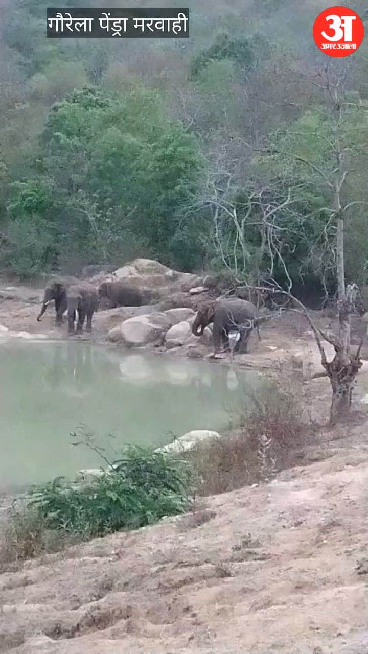 hathi
