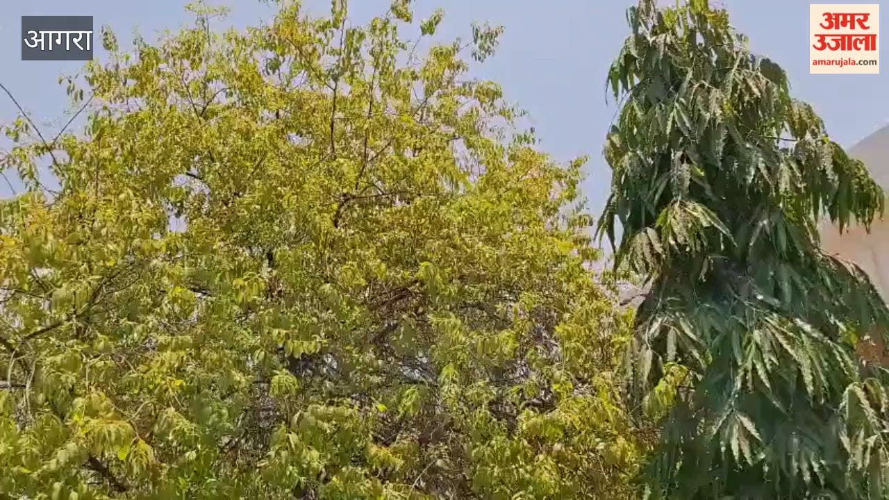 Ancient Braj Forests to Be Revived Under Massive Green Restoration Project