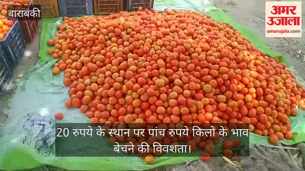 VIDEO:  भीषण गर्मी से टमाटर की फसल झुलसी, किसानों को भारी नुकसान