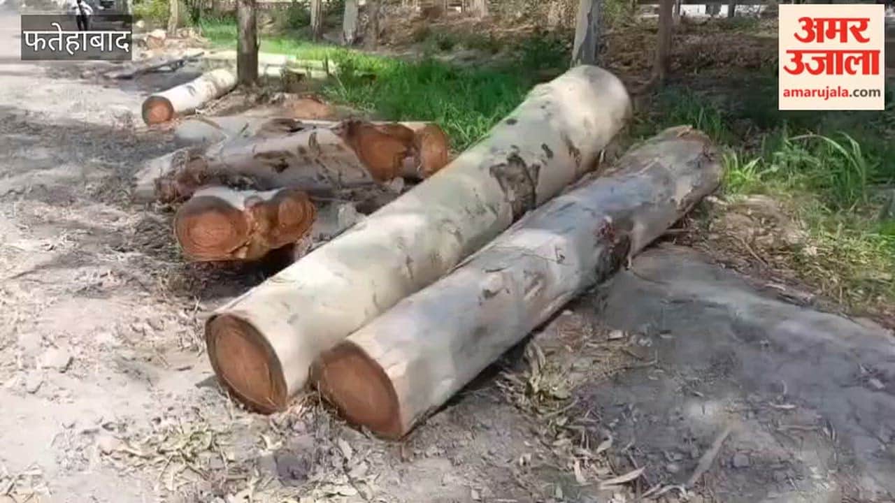 Uproar over Illegal Tree Felling at Fatehabad's Tohana Distributary; Case Being Prepared Against Two Individuals, Including the Son of a BJP Leader and Municipal Council Chairman.