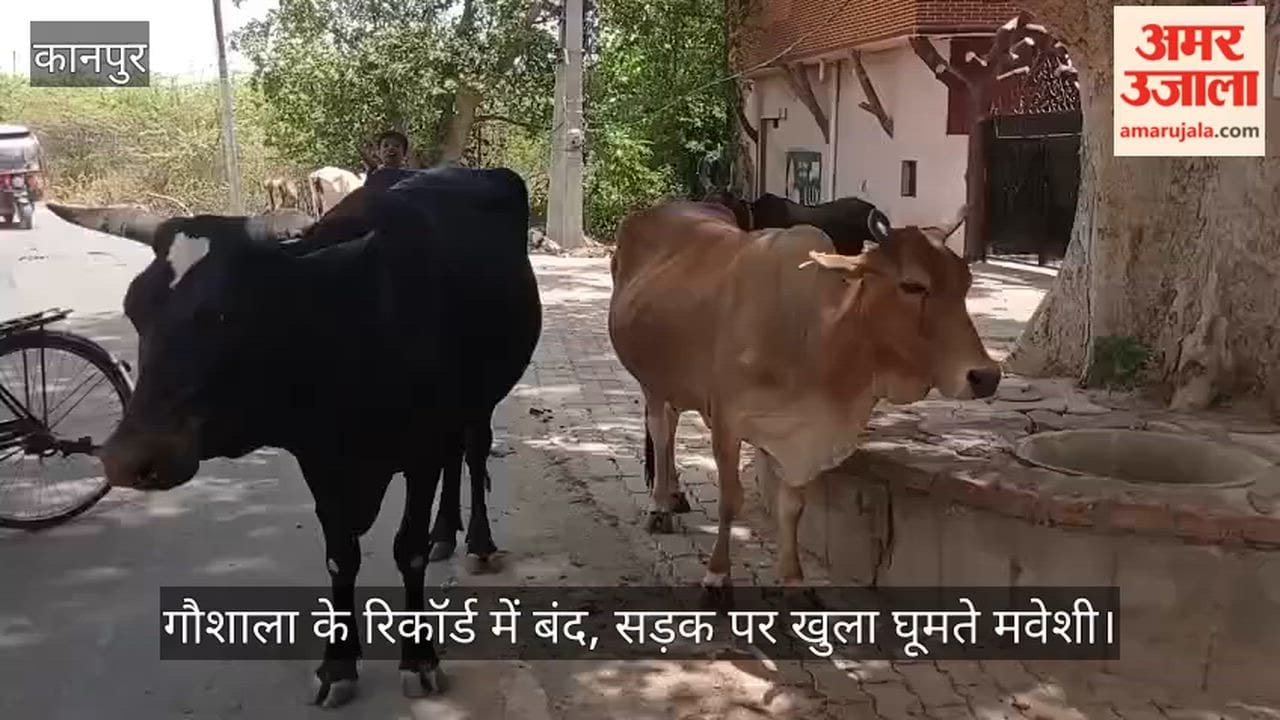 Tagged Cows Found Roaming on Roads Raise Questions Over Gaushala Management