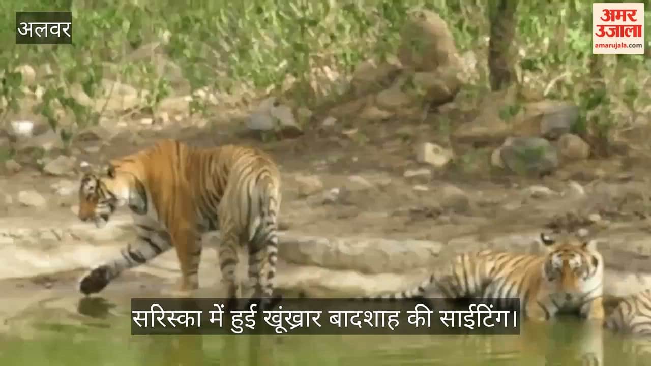 The dreaded king of Sariska, ST 18, was sighted after two years and all the cubs born in the buffer zone