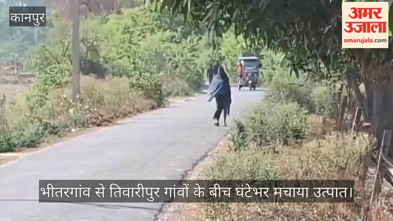 Kanpur Aggressive Kaida Bees Swarm in Bhitargaon Chase Down and Sting Passersby
