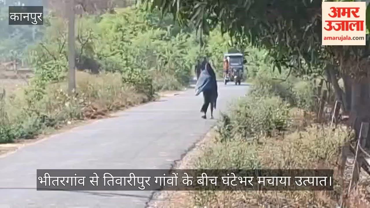 Kanpur Aggressive Kaida Bees Swarm in Bhitargaon Chase Down and Sting Passersby