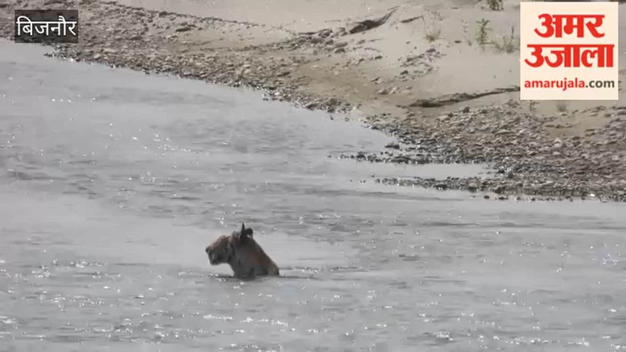 Royal Bengal Tiger Spotted Cooling Off in Ramganga River Amid Intense Heat