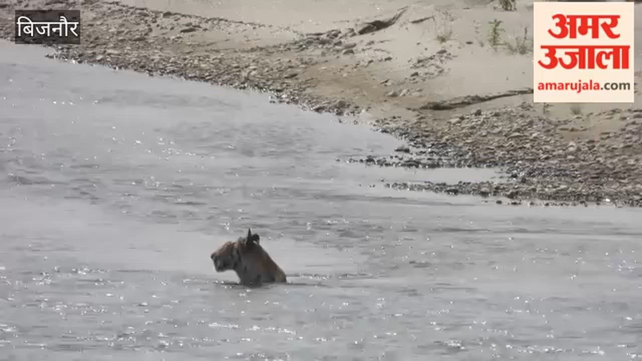 Royal Bengal Tiger Spotted Cooling Off in Ramganga River Amid Intense Heat