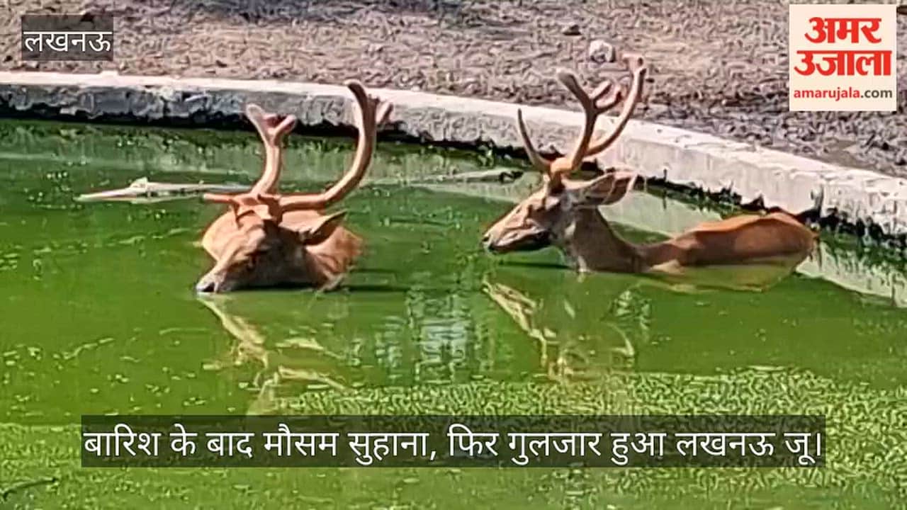 Video: बारिश के बाद मौसम सुहाना, फिर गुलजार हुआ लखनऊ जू
