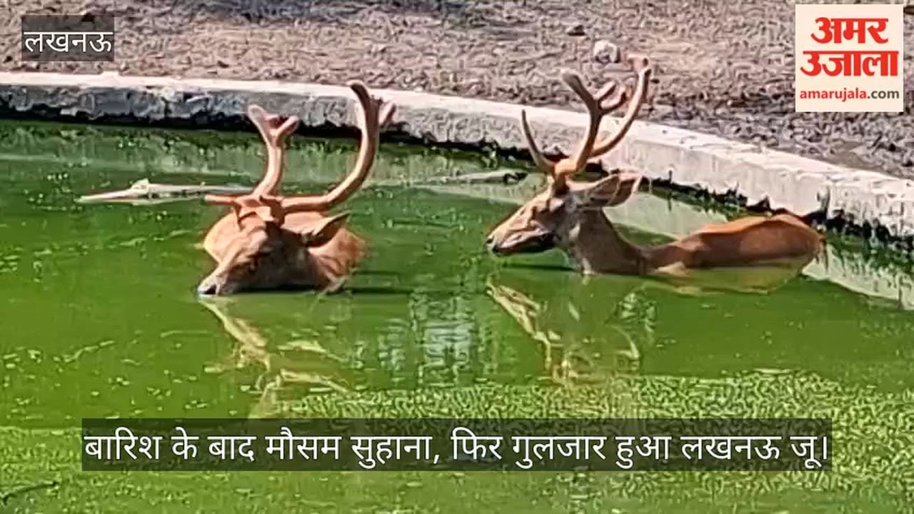 Video: बारिश के बाद मौसम सुहाना, फिर गुलजार हुआ लखनऊ जू