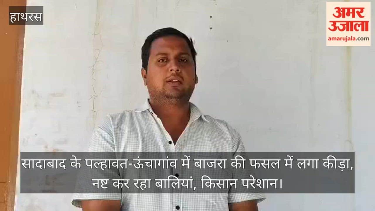 सादाबाद के पल्हावत-ऊंचागांव में बाजरा की फसल में लगा कीड़ा, नष्ट कर रहा बालियां, किसान परेशान