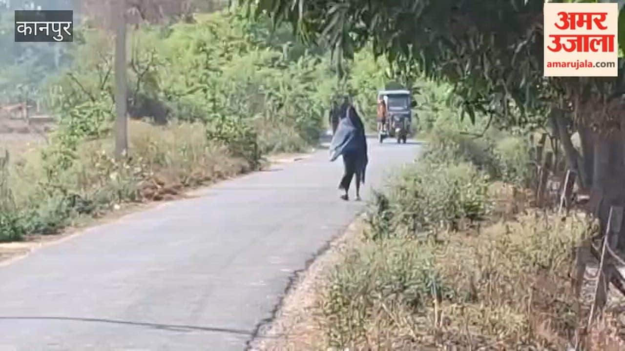 Bees Attack Passersby in Bhitargaon; Panic Ensues