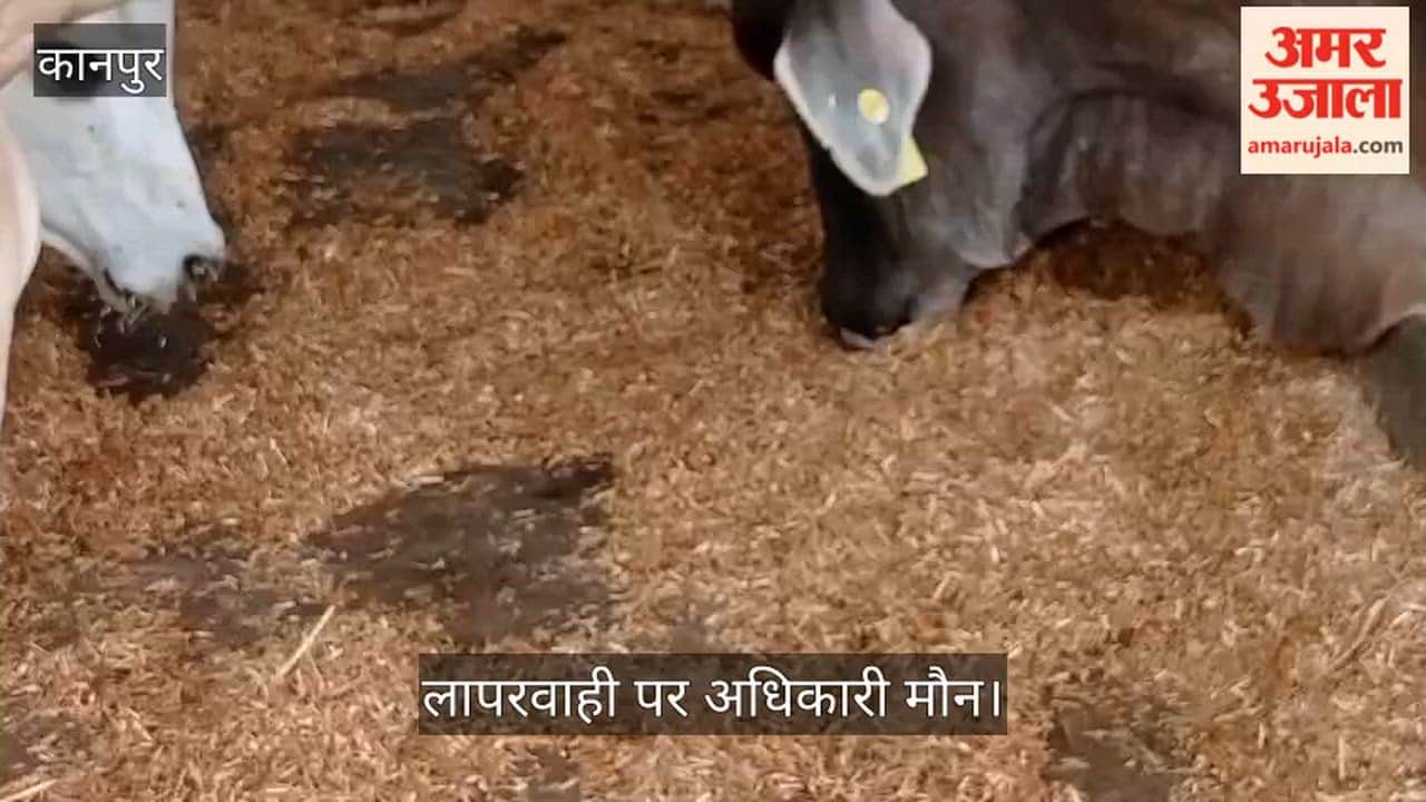 Kanpur Dire Plight of Cattle at Kalyanpur Gaushala Only Dry Fodder Instead of Green Fodder