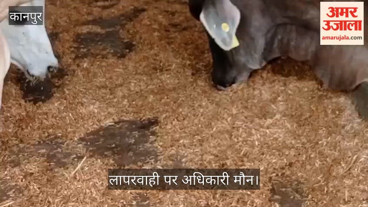 Kanpur Dire Plight of Cattle at Kalyanpur Gaushala Only Dry Fodder Instead of Green Fodder