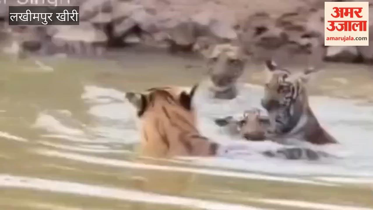 Tigers Frolicking in the Water Tourists Witness a Spectacular Sight at Dudhwa
