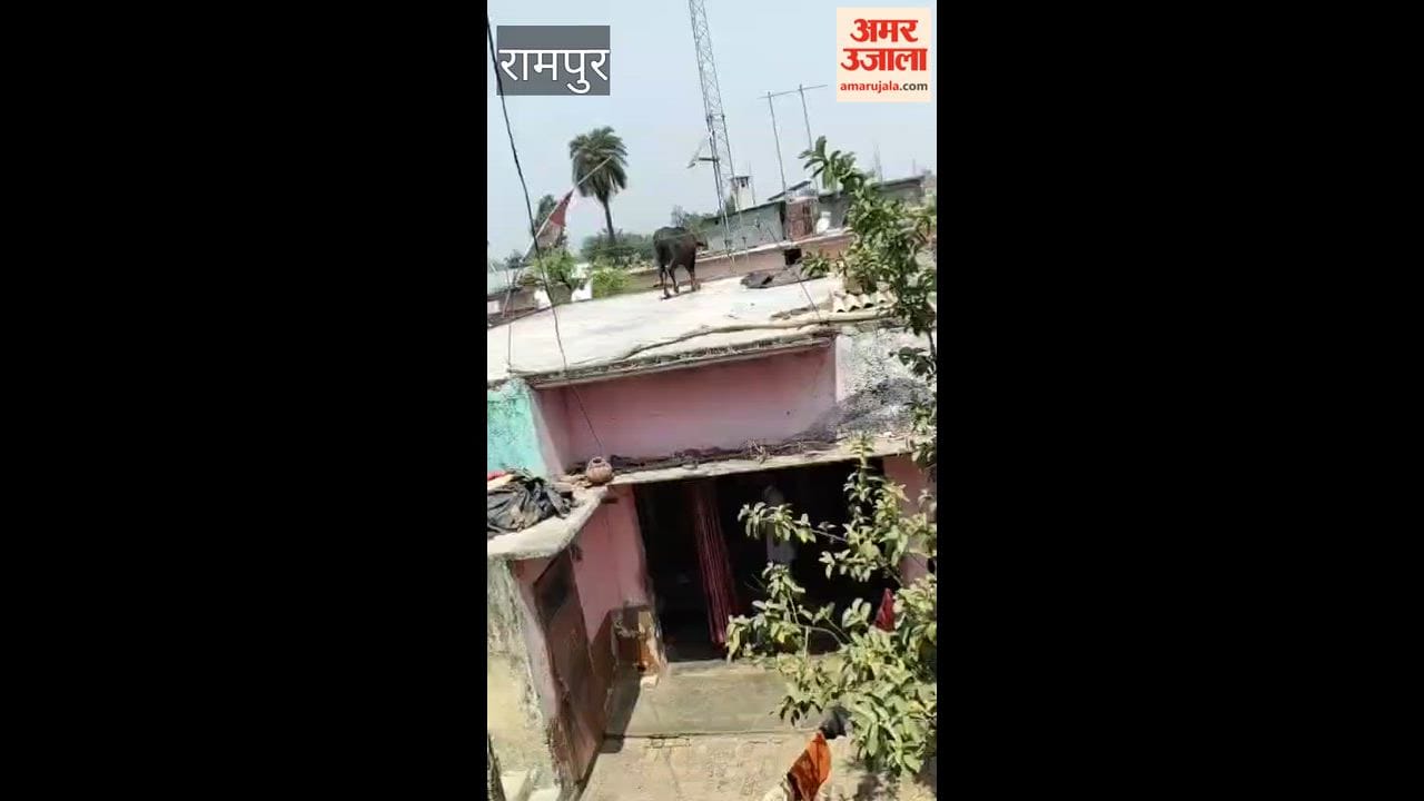 Buffalo Climbs onto Rooftop Ahead of Sacrifice; Chases Away Those Who Went to Catch It—Incident Reported in Rampur
