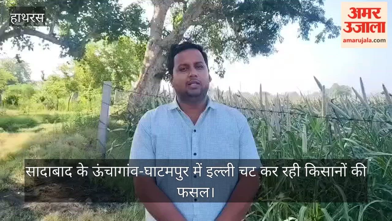 सादाबाद के ऊंचागांव-घाटमपुर में इल्ली चट कर रही किसानों की फसल