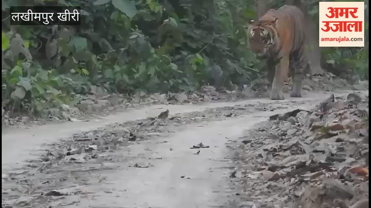 Tourists were thrilled to see tiger in Dudhwa