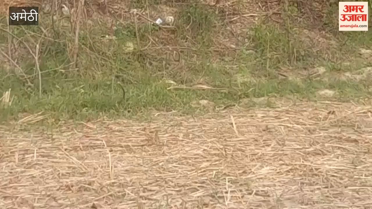 अमेठी में सांपों का जोड़ा बना कौतूहल का विषय, देखने को लगी रही भीड़