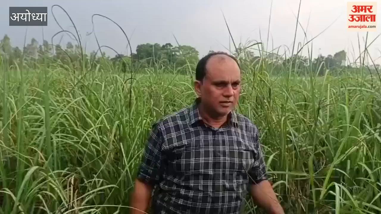 अयोध्या में गन्ने की फसल पर कंडुआ रोग का हमला, किसानों की बढ़ी चिंता