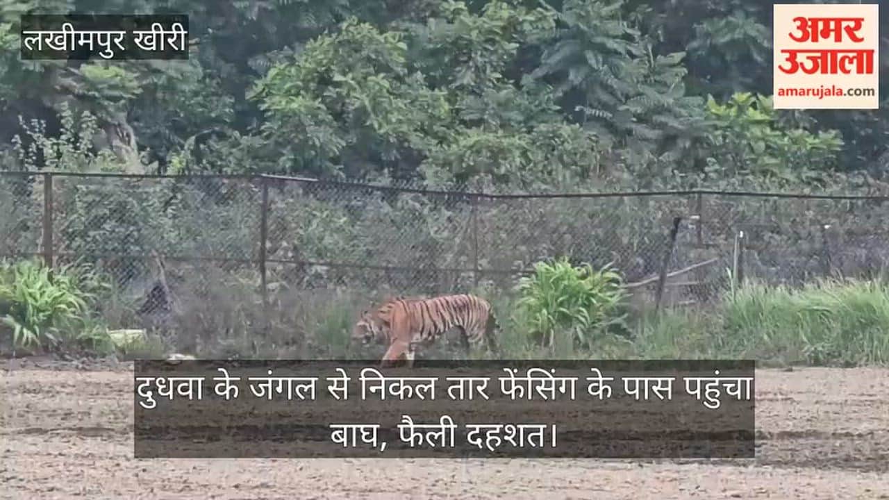 tiger escaped from the Dudhwa forest and reached the wire fencing