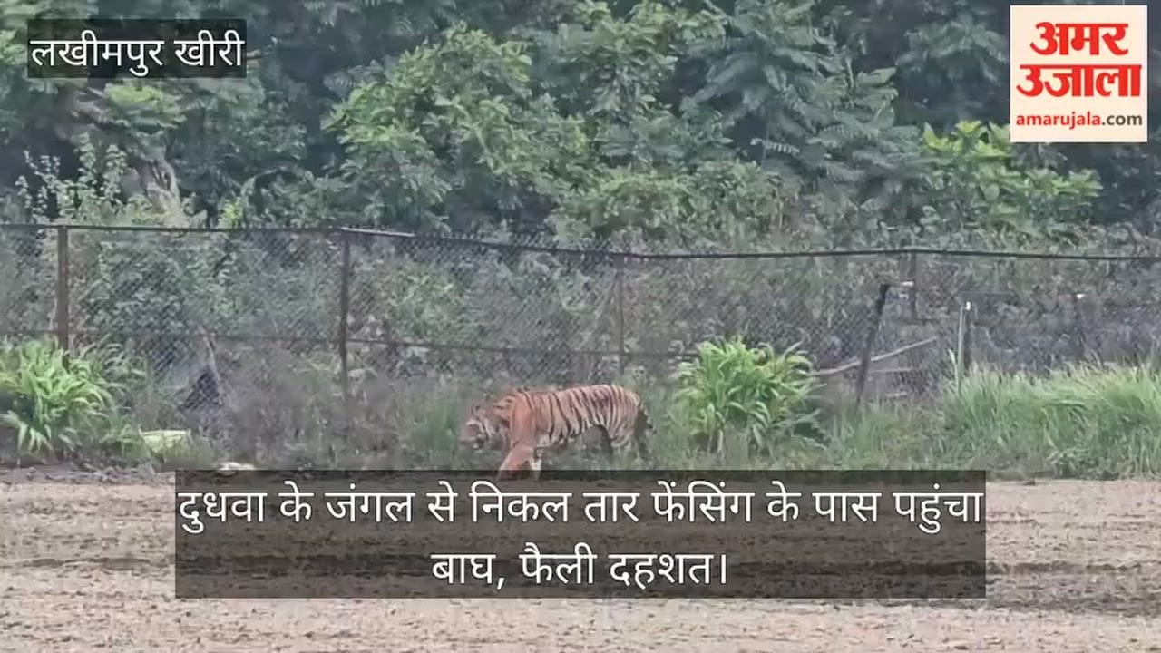 tiger escaped from the Dudhwa forest and reached the wire fencing