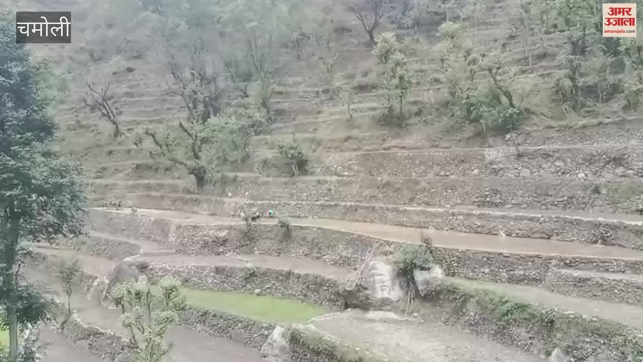 Pokhri: Amidst a scarcity of resources, mountain farming survives; paddy transplantation is being carried out through collective labor