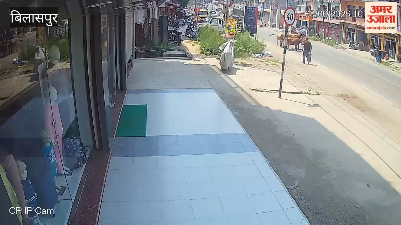 Bilaspur: Elderly Man Seriously Injured in Attack by Stray Animals; Referred to AIIMS