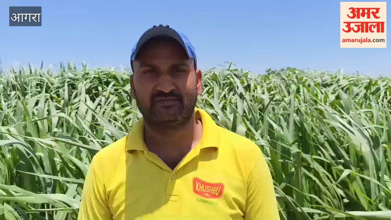 Farmer Turns YouTube Learning Into Profitable Napier Grass Farming Venture