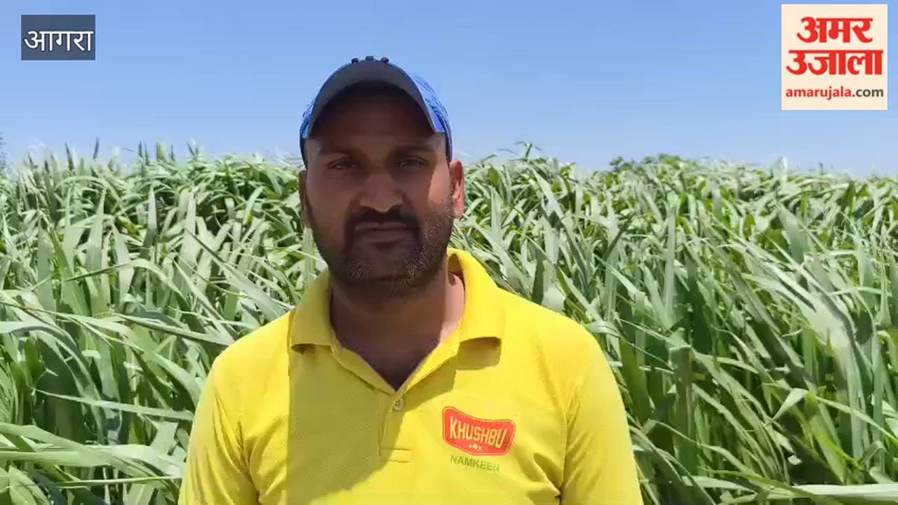 Farmer Turns YouTube Learning Into Profitable Napier Grass Farming Venture