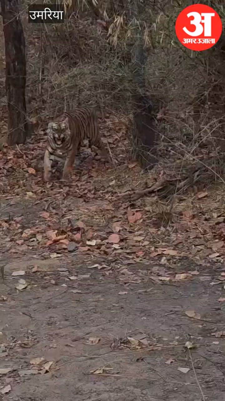 Tigress 'Raw' Charges at Safari Jeep, Tourists Face Thrilling Encounter in Bandhavgarh