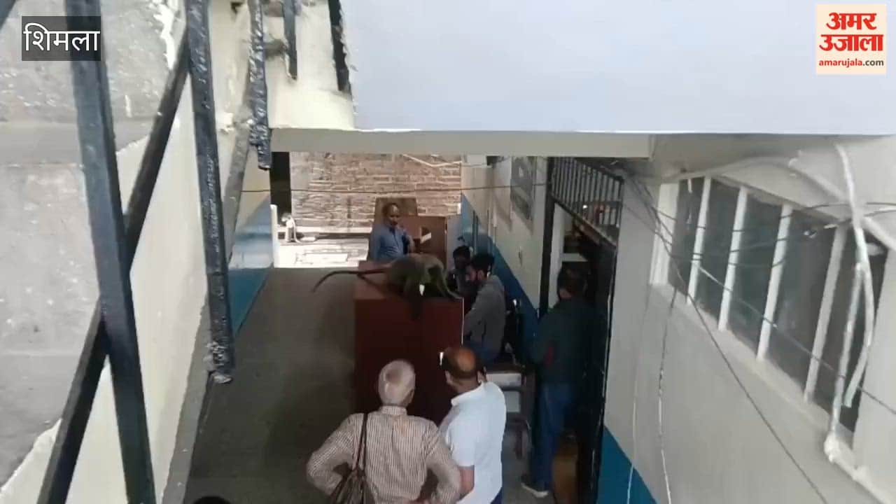 Shimla: Langur Enters Deputy Commissioner's Office, Camps Out at Stamp Paper Counter; Sparks Chaos Among Staff and Visitors