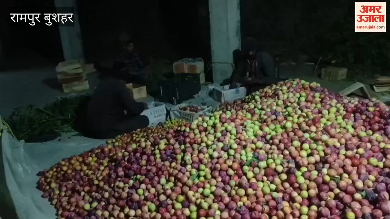 Rampur Bushahr: Santa Rosa Plums Fill Gardeners' Pockets; Crates Selling for Up to ₹1,200 in Delhi