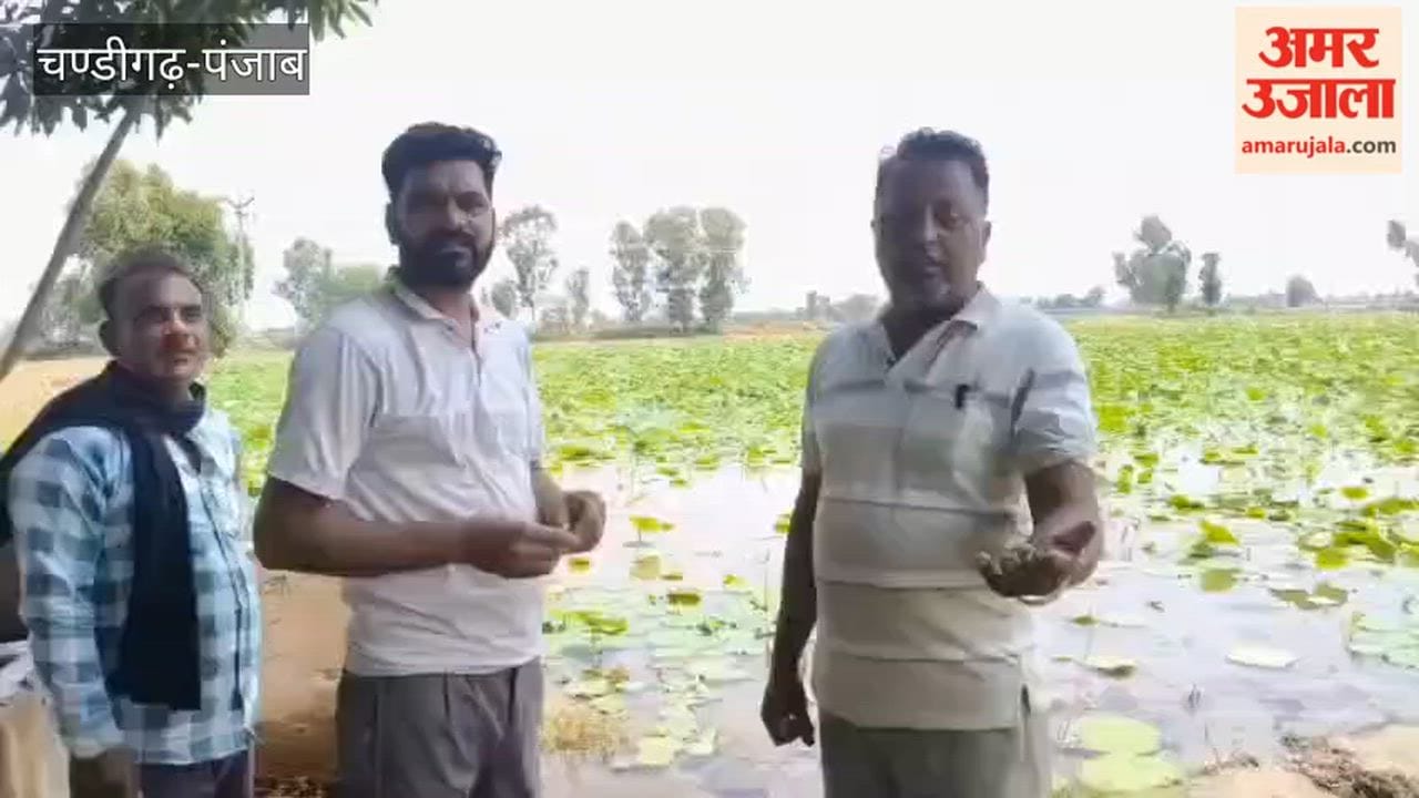 Farmers in Jalloke, a village adjacent to the Hussainiwala border, are earning handsome profits through the cultivation of lotus stems.