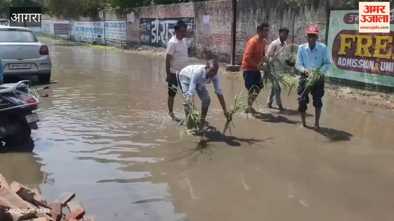 Residents Plant Paddy on Waterlogged Road to Protest Years of Neglect in Agra