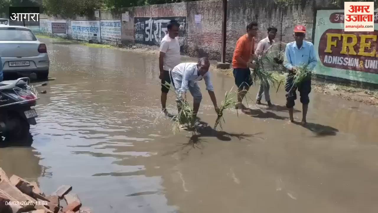 Residents Plant Paddy on Waterlogged Road to Protest Years of Neglect in Agra