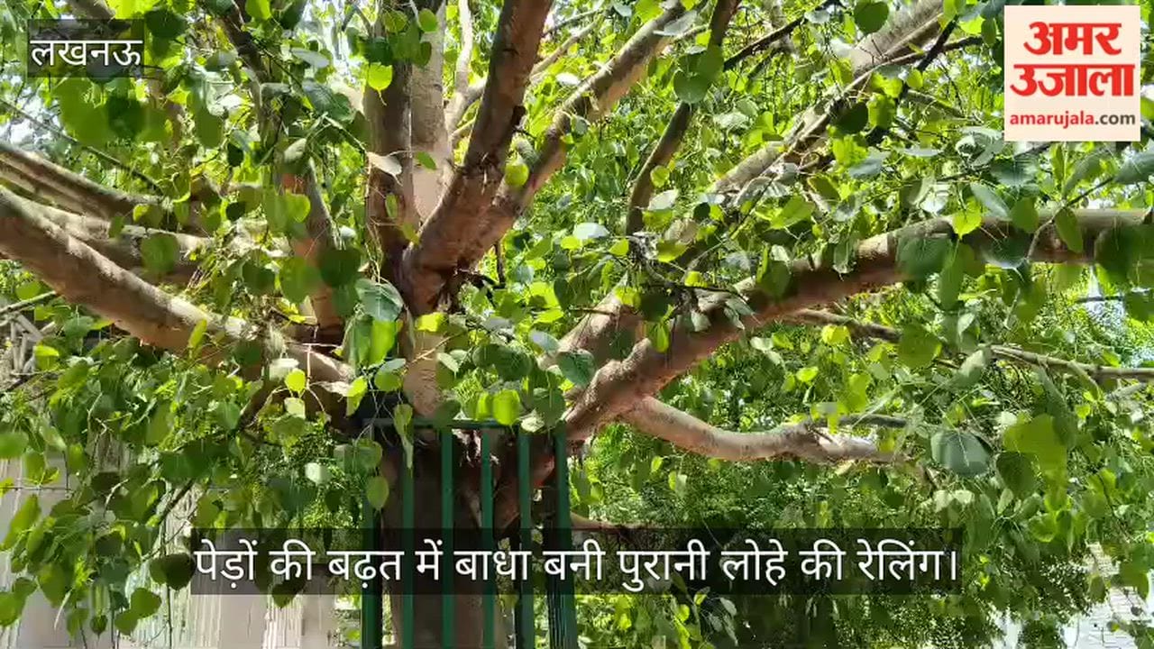 Video: पेड़ों की बढ़त में बाधा बनी पुरानी लोहे की रेलिंग, जिम्मेदारों की अनदेखी पर सवाल