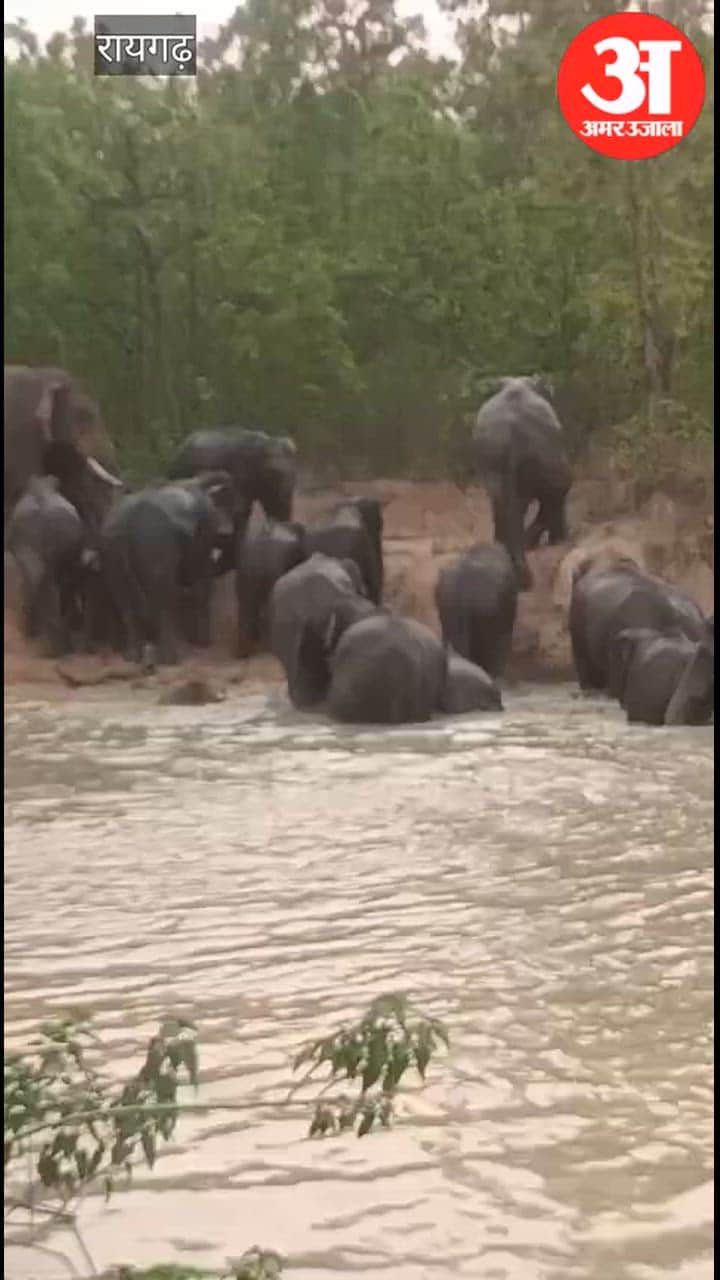 large group of more than 25 elephants was seen in Raigarh