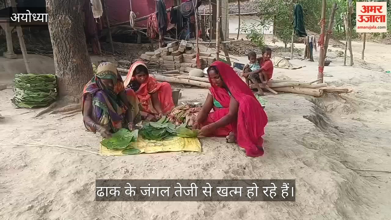 VIDEO: पलाश के जंगल सिमटे, दोना-पत्तल व्यवसाय पर संकट