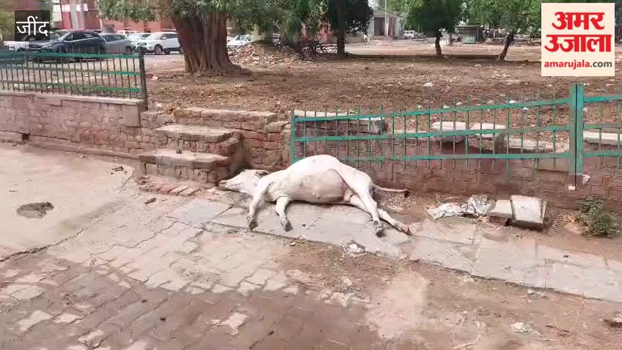 bovine died after coming into contact with an electrified park railing in the Hudda area of Narwana, Jind; cow protectors have raised questions regarding the electricity department