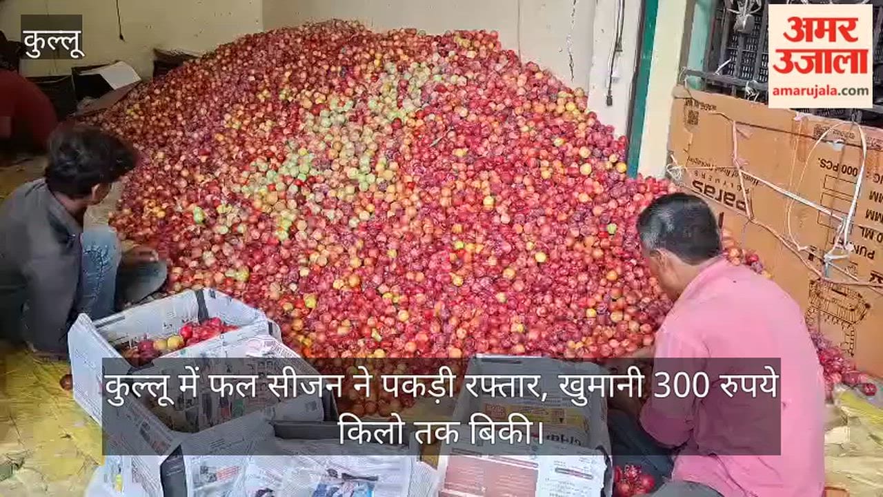 Kullu: Apricots and plums arrive at Bhuntar vegetable market; growers fetching good prices