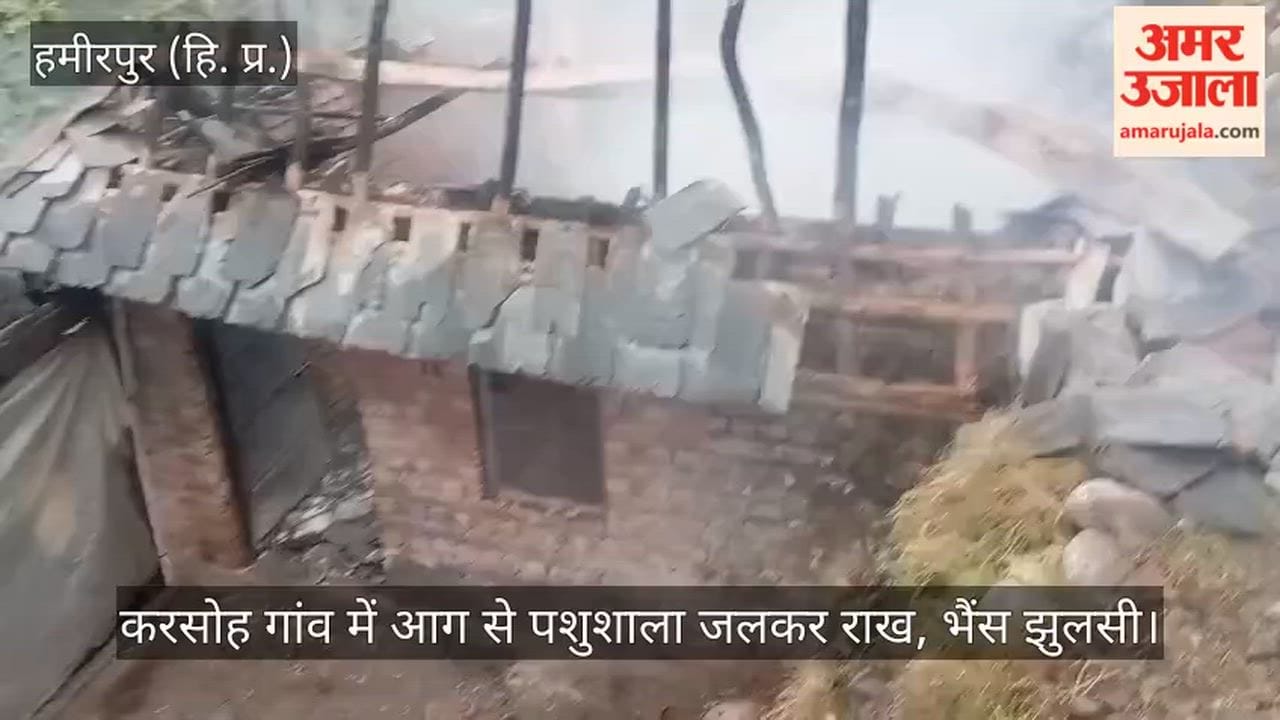 Cattle shed reduced to ashes by fire; buffalo scorched.