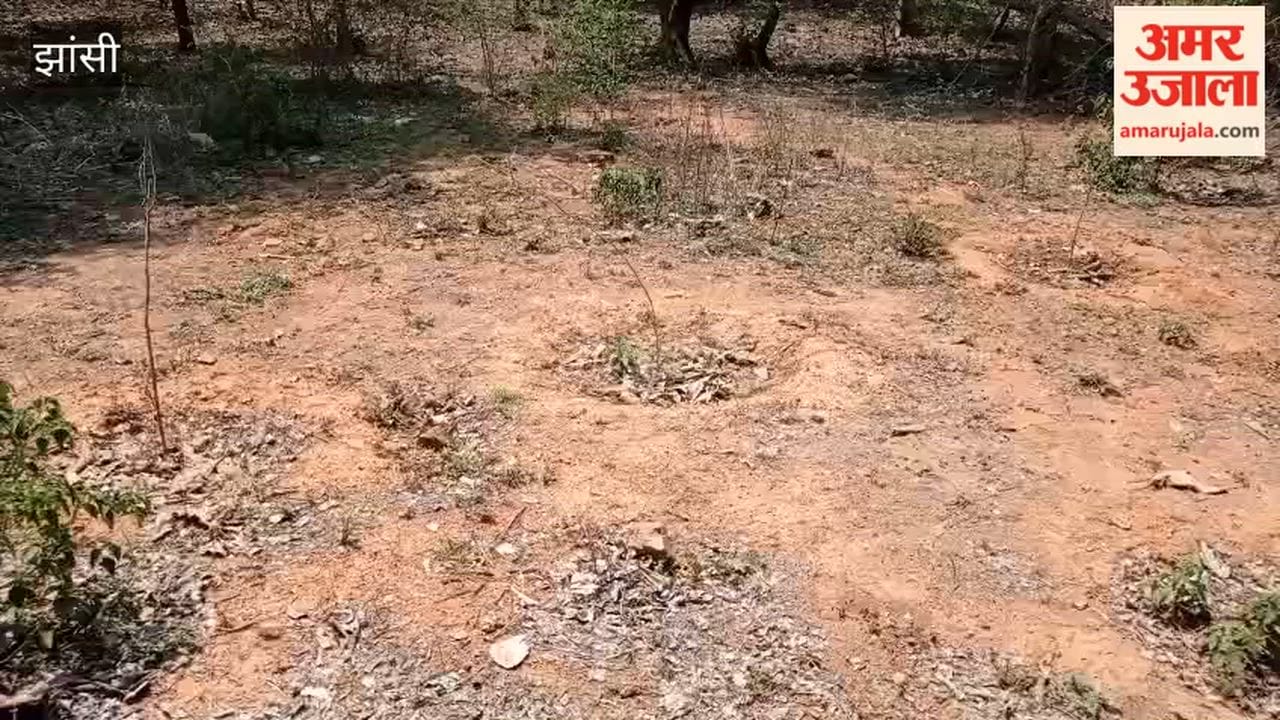 Negligence by the department has come to light in the Major Dhyanchandra Forest in Bhagwantpura, where 5,000 saplings planted in 2024 have dried up.