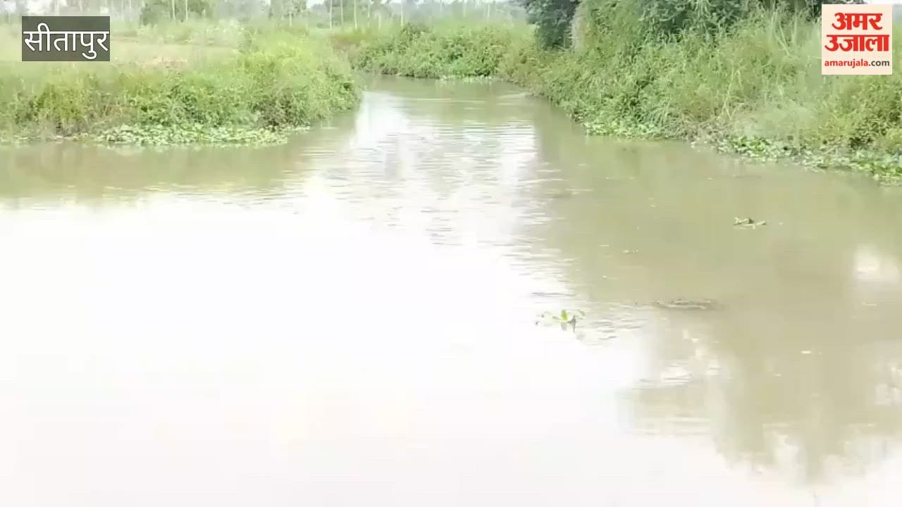 सीतापुर में घघरिया नदी में दिखी डॉल्फिन, वन विभाग करेगा रेस्क्यू