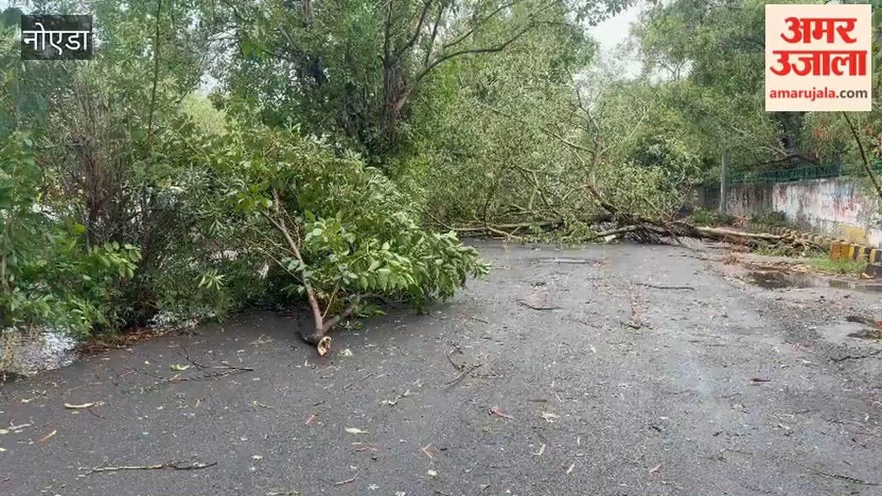 Two huge trees fallen due to rain in Noida Sector 51 were not removed even on second day