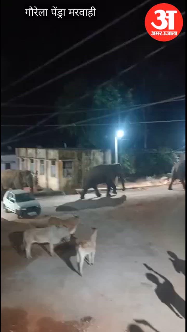 Four elephants emerged from the forests of Gaurela-Pendra-Marwahi and reached a settlement.
