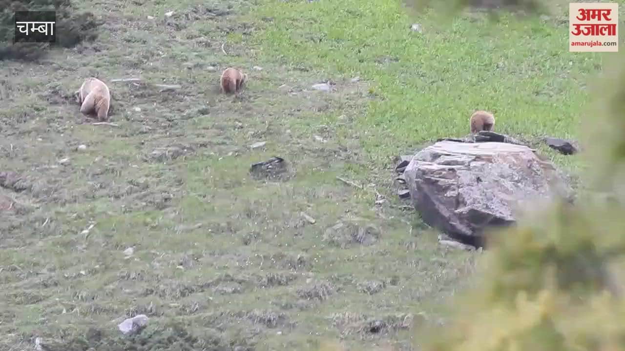 Chamba: Rare brown bear family spotted in Kugti Wildlife Sanctuary; excitement among wildlife enthusiasts