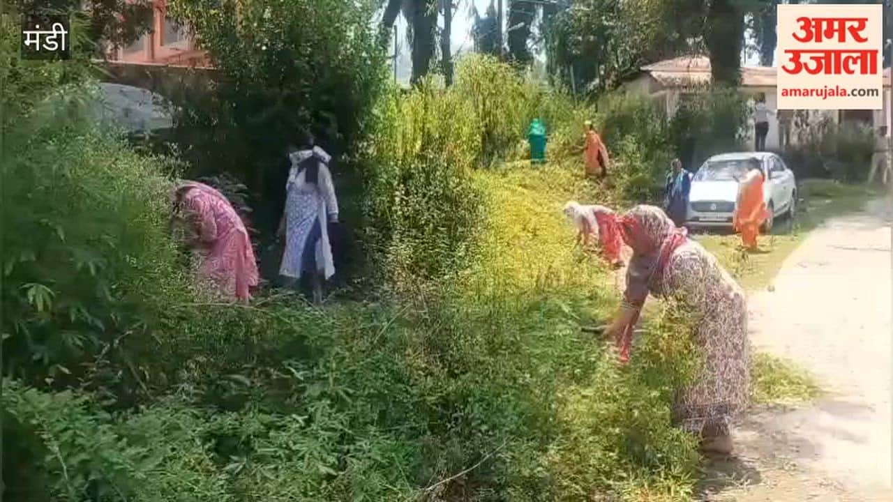 Mandi: Cannabis eradication drive held in Sundernagar; women played an active role